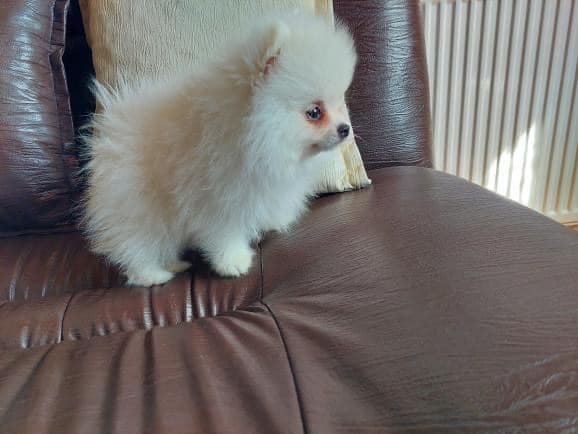 Pure Pomeranian Puppies for sale
